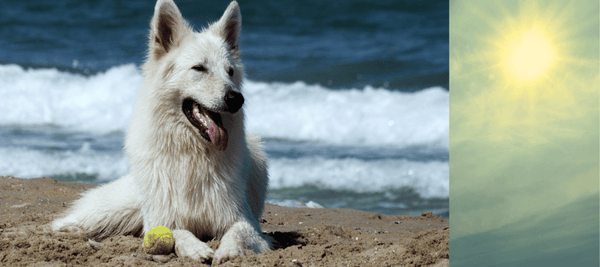 Dog sitting near beach in summer