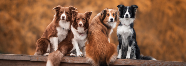 collies on fence