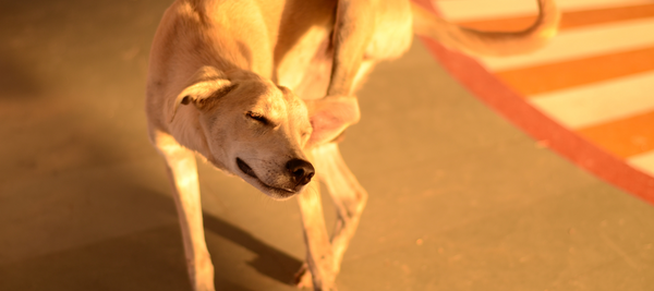 dog scratching ear in golden light 