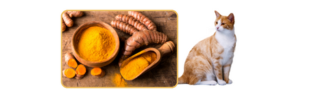 curcumin cat