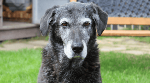 elderly dog, hospice care, palliative care