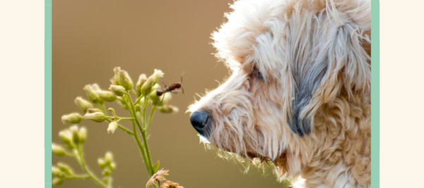 dog sniffing a bug & plant