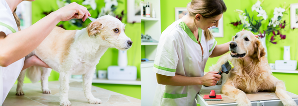 dog getting treated for lice 2