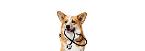 corgi with veterinarian outfit