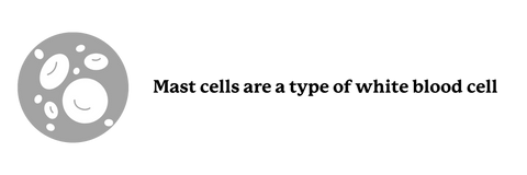 mast cell information