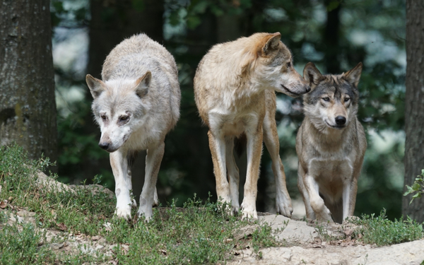 Wolves walking together