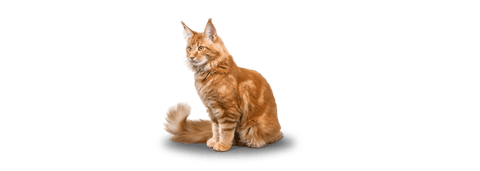 maine coon