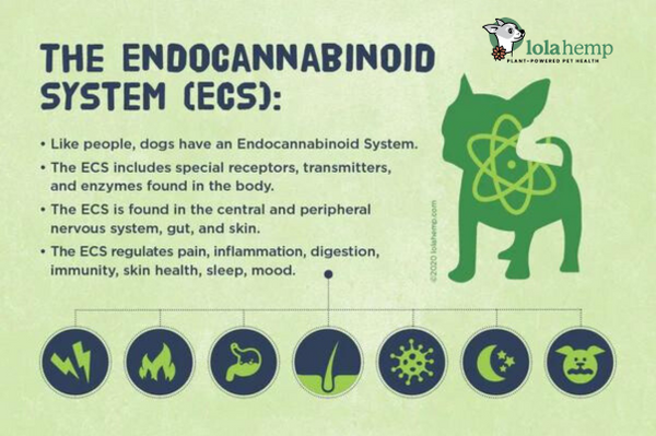 lolahemp for pets, endocannabinoid system details