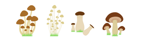 other medicinal mushrooms