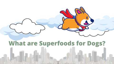 dog flying, text "what are superfoods for dogs?"
