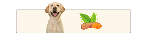 turmeric curcumin for dogs