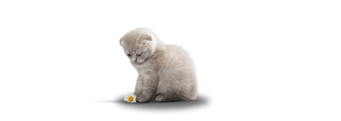 kitten playing with flower