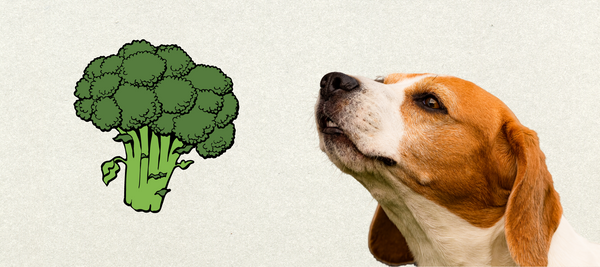 Beagle sniffing broccoli