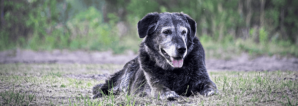 older dog laying down, grey face hairs