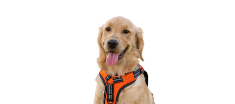 dog wearing a back clip harness