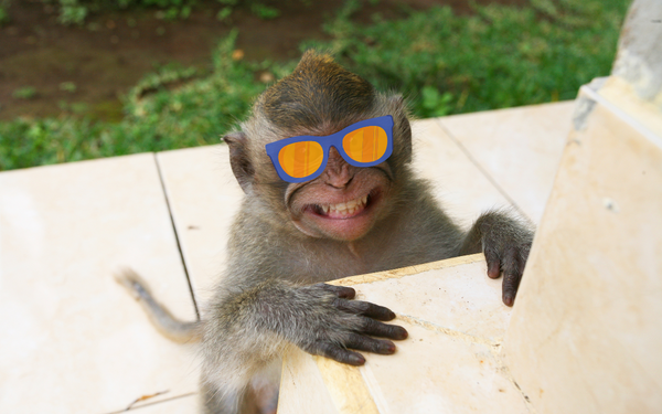 Monkey smiling with sunglasses on