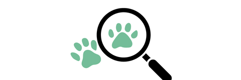 inspect your dog's paws