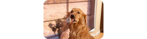 dog licking peanut butter spoon