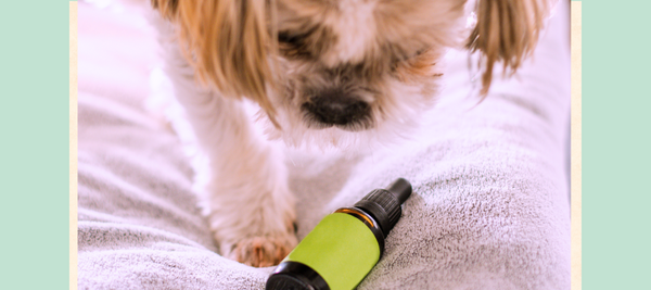 dog sniffing bottle of cbd oil