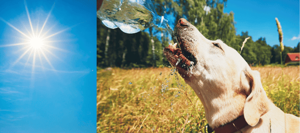 dog drinking from a water bottle in summer