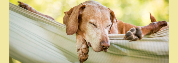 dog sleeping in a hammock