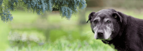 dog looking out, older dog