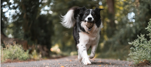 happy dog running through the woods
