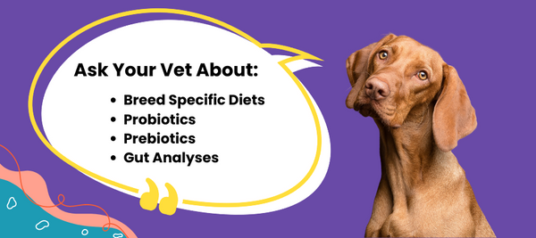 what to ask your doctor about canine gut health - probiotics, prebiotics, stool analyses, breed-specific diet. 