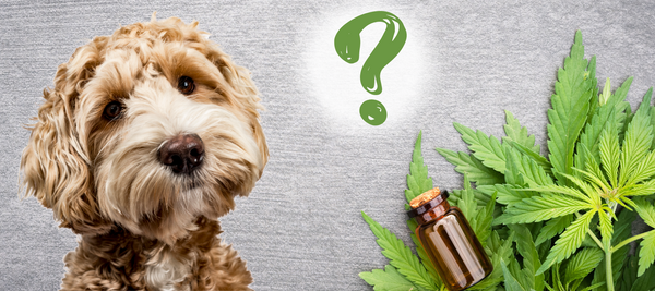 Cute poodle mix with a question mark next to cannabis