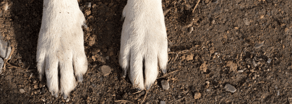 dog paws on the road