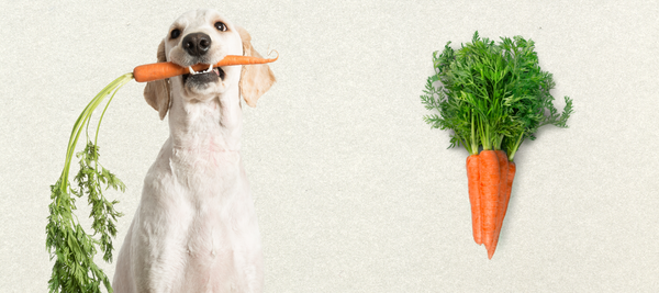 Dog holding carrots in its mouth
