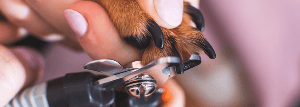 black dog nails being clipped