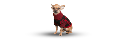 little chihuahua in a sweater