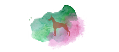 Maroon dog in front of green and pink color splotches