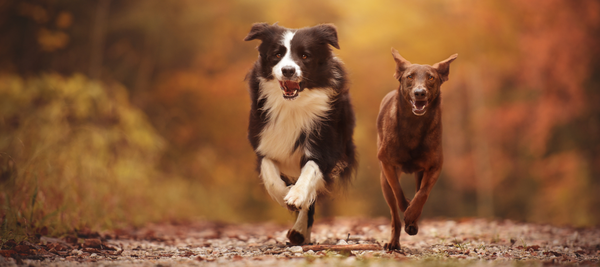 dogs running in the forest
