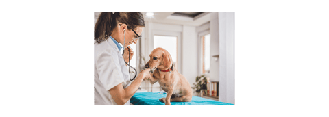 veterinarian treating a dog