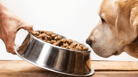 dog sniffing food bowl