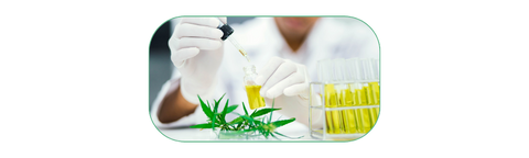 cbd oil, how it's made