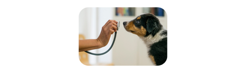 different treatments for dogs with allergies