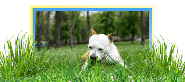 image of a dog eating grass