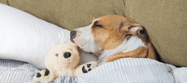 dog sleeping with favorite toy