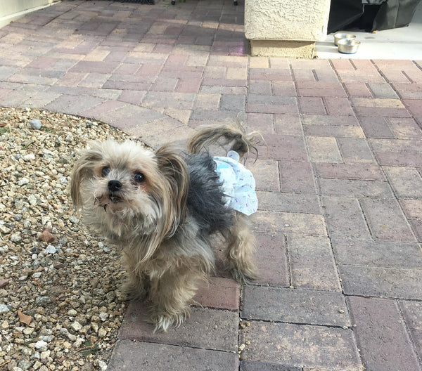 Fifi the yorkie standing outside
