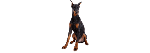 Doberman Pinscher