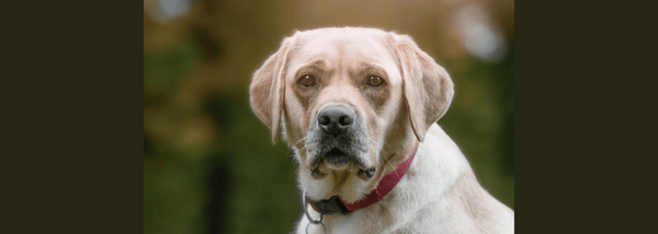 really sweet senior dog looking at the camera