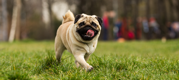 dog running happily through the grass