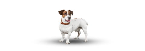 Jack russel terrier