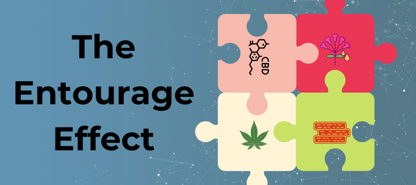 The entourage effect, next to puzzle pieces with cannabis and terpene related graphics.