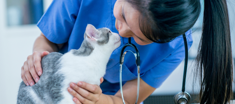 Veterinarian loving a cat in clinic