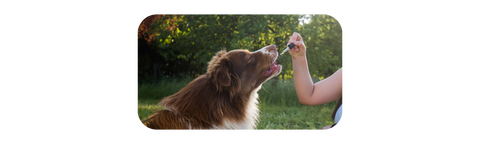 dog taking hemp oil