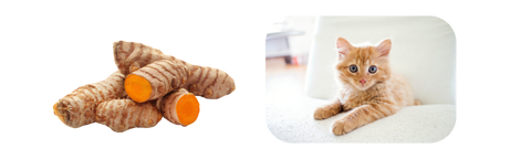 is turmeric healthy for felines?